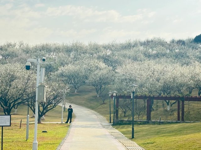 2024年1月11日实况❗广州观赏梅花的天花板_1.jpg