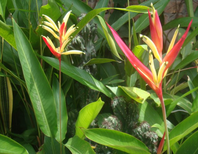 canna Lily 6.JPG