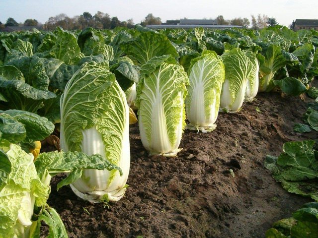 chinese-cabbage-aichi-also-called-michihili-cabbage-asian-vegetable-1.jpg