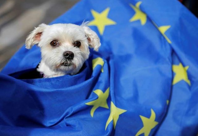 a-dog-wearing-a-costume-new-regulations-on-taking-pets-abroad-post-brexit-pose-a-potential-headache-_54038_.jpg