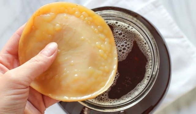 scoby (1).jpg