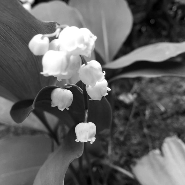 IMG7220bw.JPG