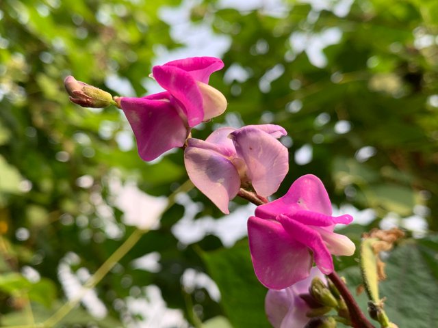 令人惊叹的玫瑰色缝花摄影-豁天游|活田酉 一个专门分享有趣的信息，激发人们的求知欲。