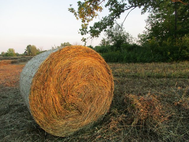IMG_5447.JPG