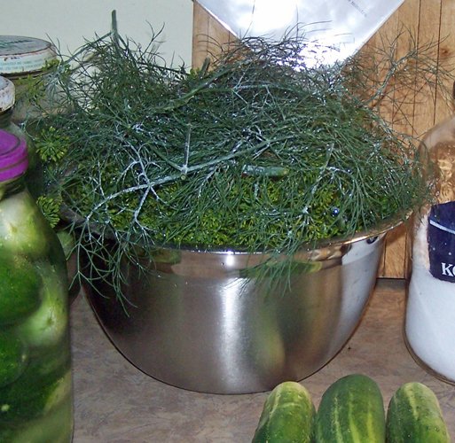 Dill pickles - bowl of dill crop Aug. 2018.jpg