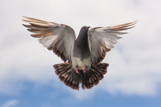 pigeon-747462_1280.jpg