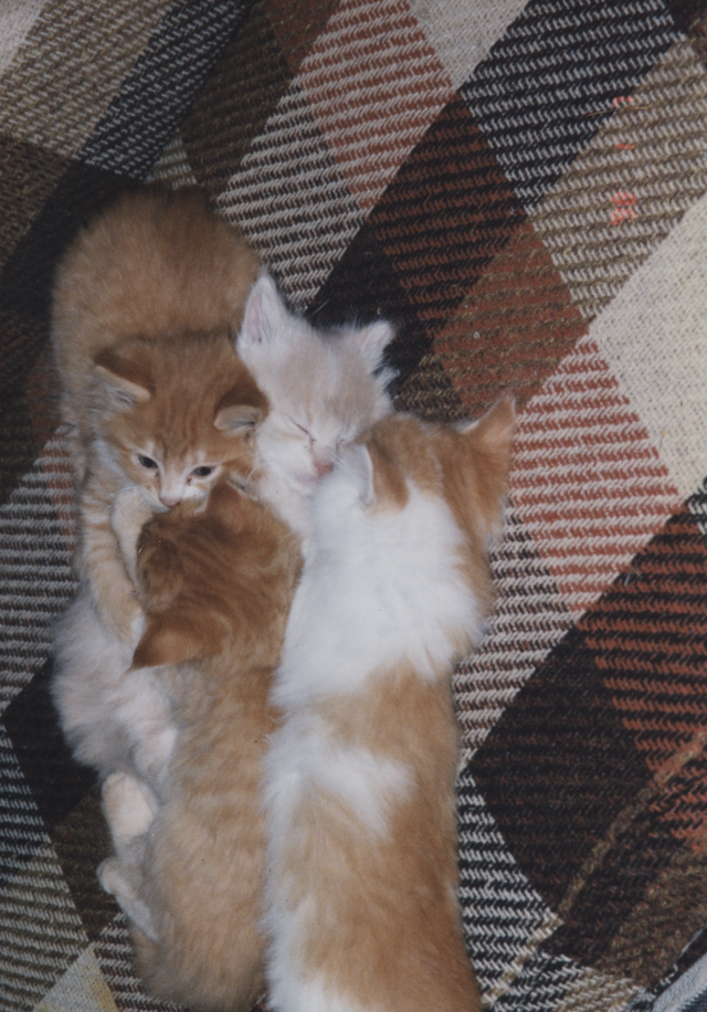 2000's apx Dumb Dumb & Other Kittens Sleeping on the Couch.png