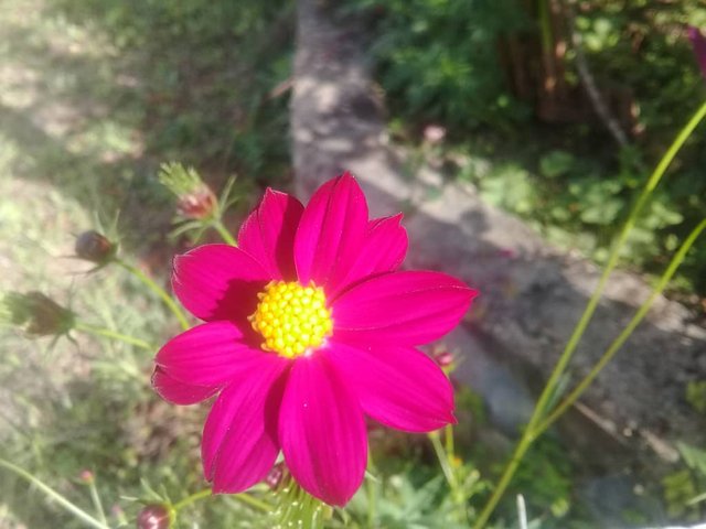 Bella flor fuccia con centro amarillo Rebeca.jpg