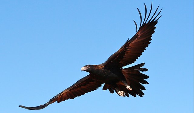 wedge-tailed-eagle-01.jpg