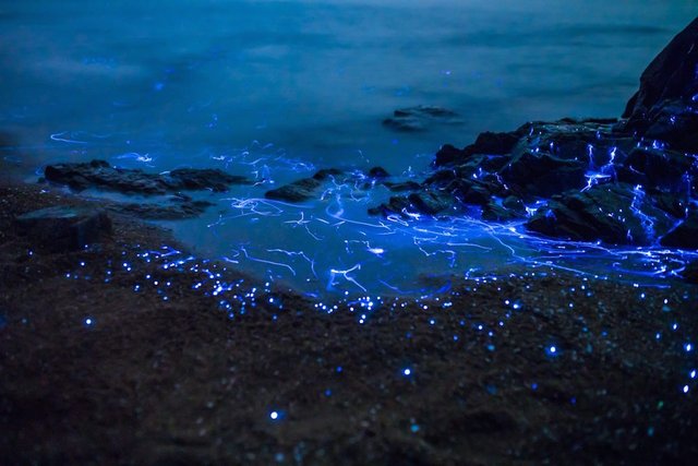 Mind-Blowing Pictures Of Bioluminescent Shrimp In Okayama, Japan (3).jpg