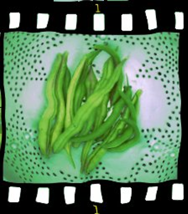 beans_harvest__filmstrip_garden_sized.png