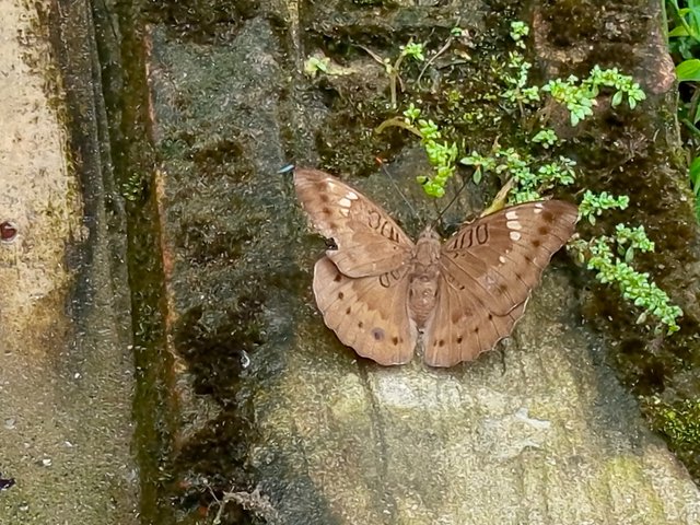 প্রজাপতি (1).jpg