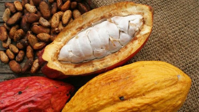 Cacao-Venezolano-2.jpg