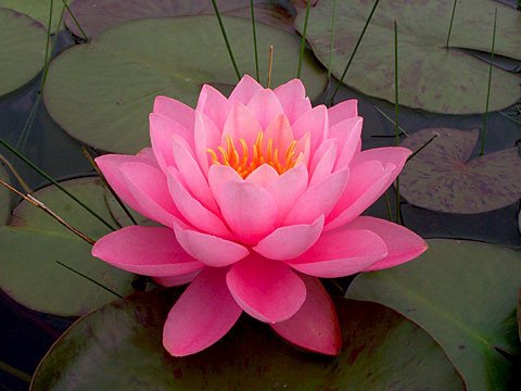 nymphaea-peter-slocum-hardy-waterlily-turtle-island-waterlilies-pictures-of-water-lilies.jpg