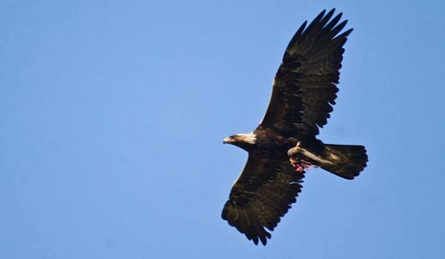 640px-golden-eagle-flying.jpg