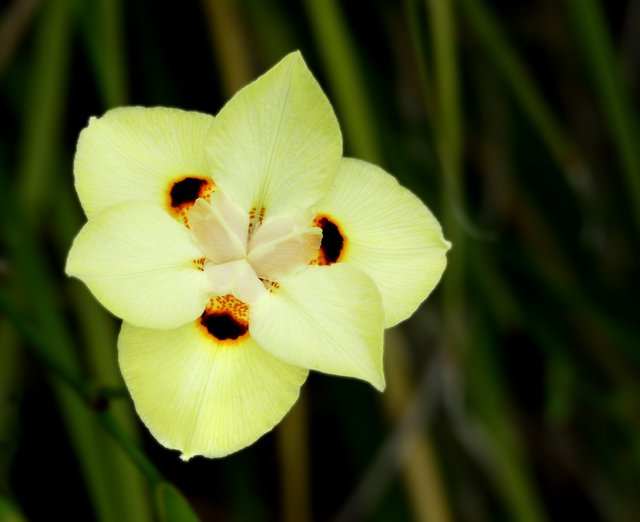 Fortnight_lily_or_Morea_iris_--_Dietes_iridioides,_D._bicolor.jpg