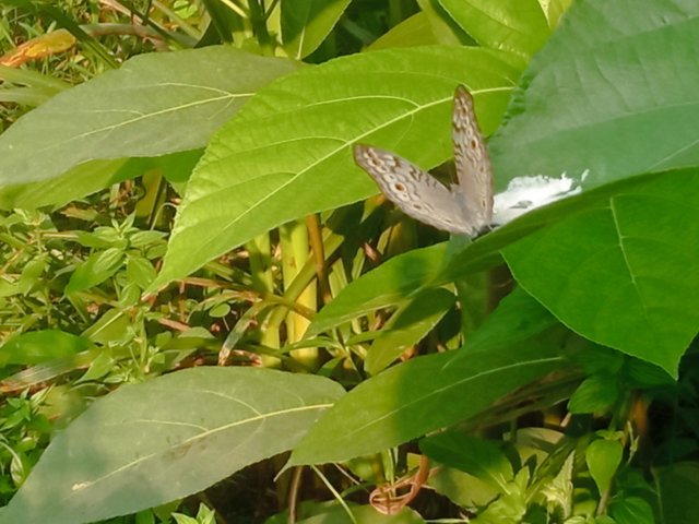 butterfly (2).jpg