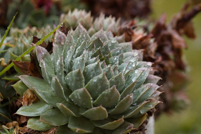 Sempervivum_01_NeronTax.jpg