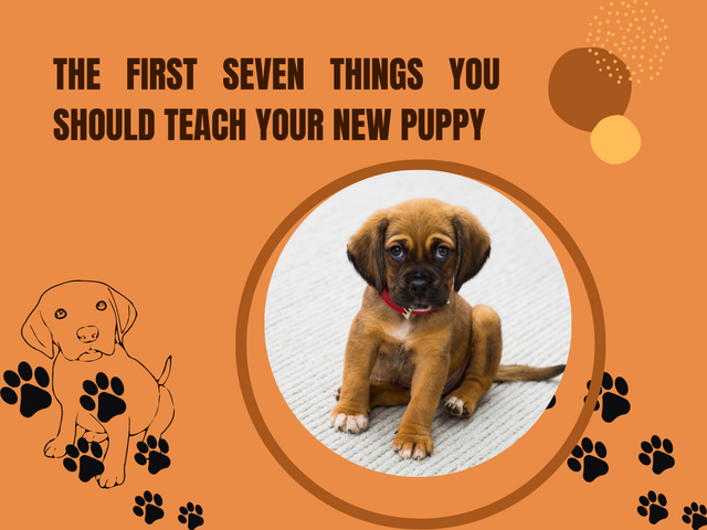 The First Seven Things You Should Teach Your New Puppy.png