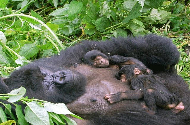 How long to spend on gorilla safaris Rwanda.jpg