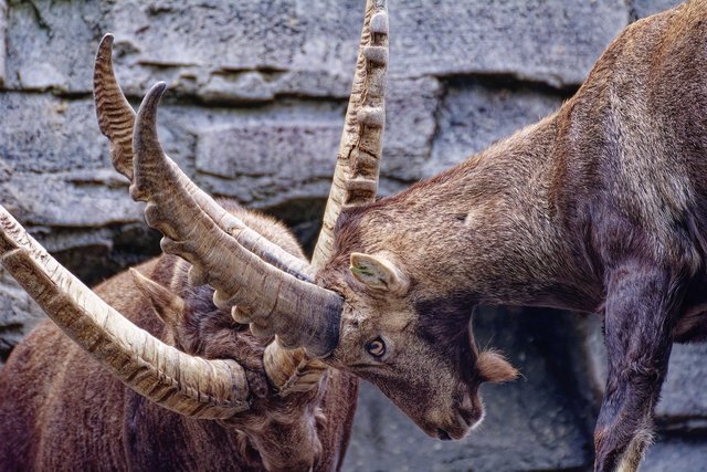 ibex-8052387_1280.jpg