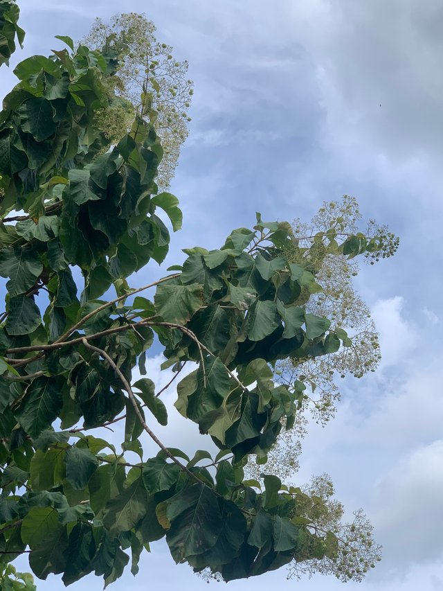 nature132.jpg