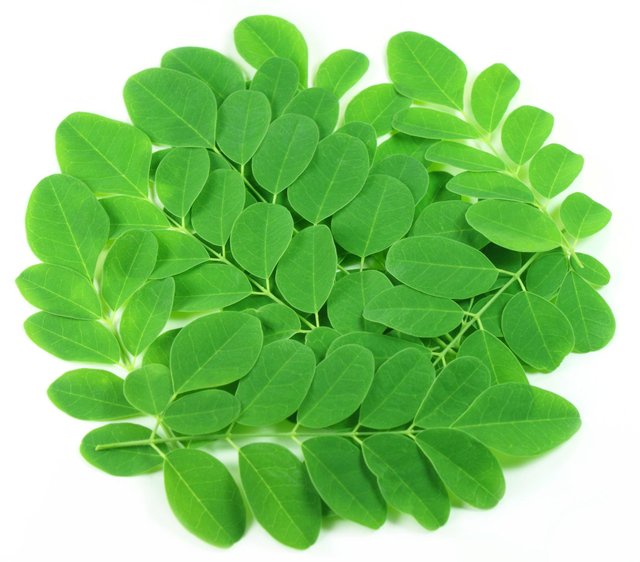 moringa_leaves_2048x.jpg