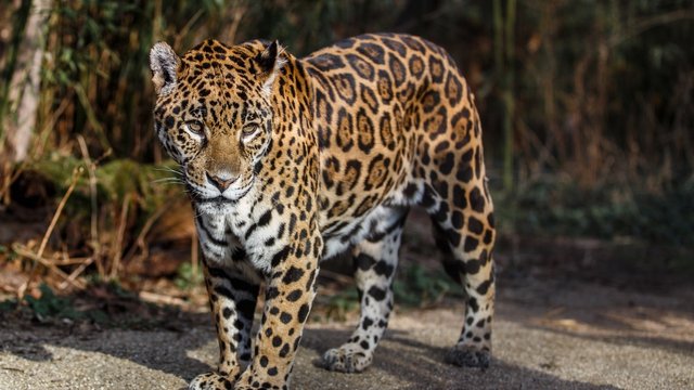 wild-jaguar-12.jpg