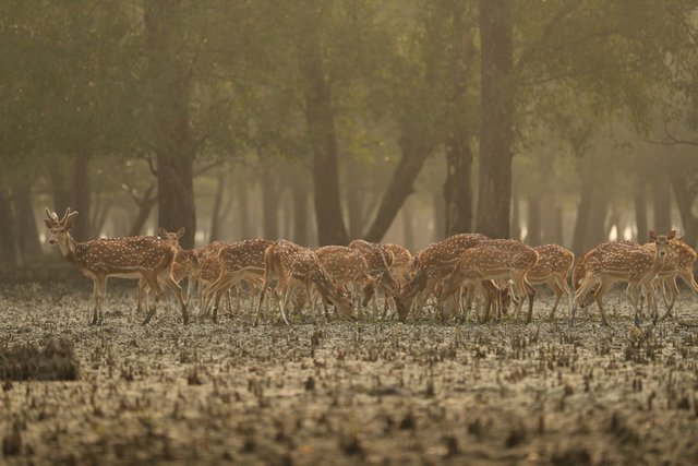 Beautiful-Bangladesh-Inside-Sundarban.jpg