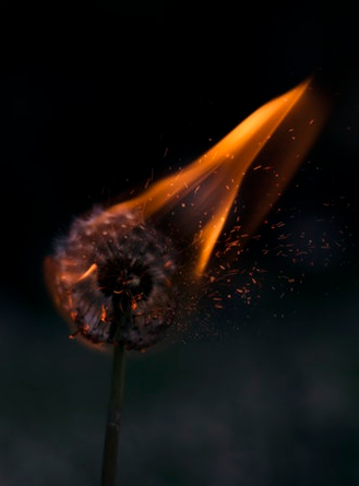 Flor de Fuego.PNG