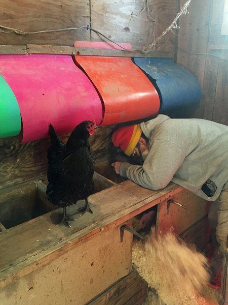 Cleaning the coop - Australorp supervisor3 crop January 2020.jpg