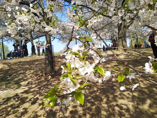 cherry blossom 2.jpg