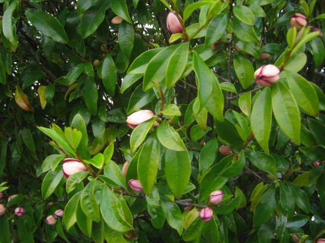 Port-Wine-Magnolia (1).jpg