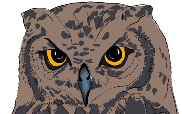 owl face(350).jpg