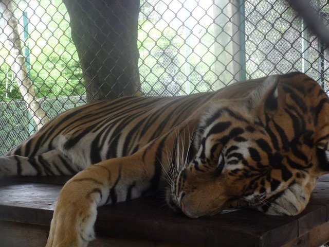 Tiger siesta m.jpg