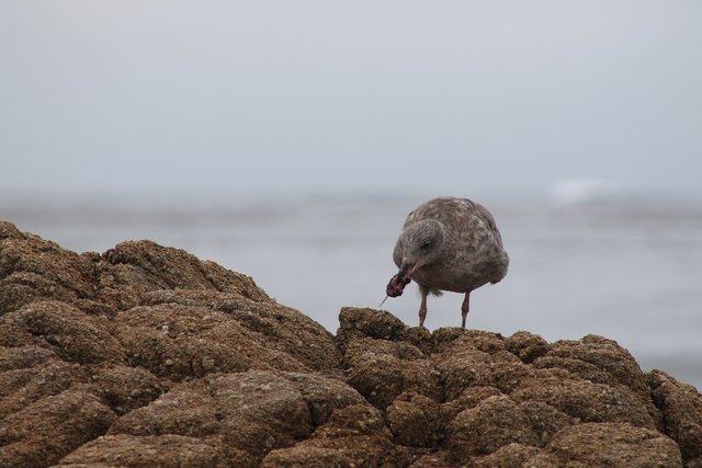 seagull_eat.JPG