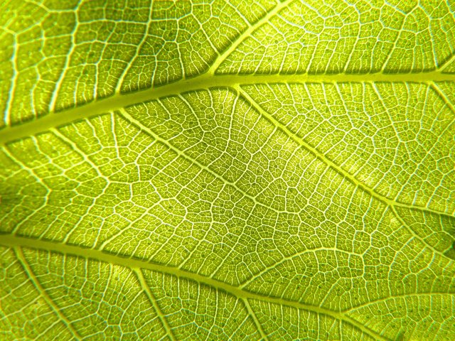 leaf-3333950_1920.jpg