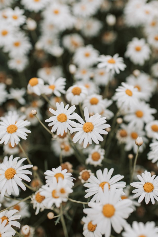 chamomile flowers.jpg