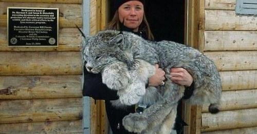 The Big-Pawed Canadian Lynx Is One of the Rarest Cats in the World.jpg