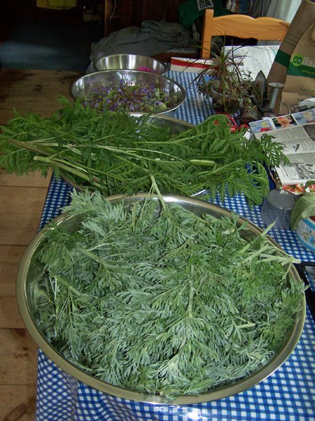 Dehydrator harvest - wormwood, tansy, sage flowers, roses crop June 2019.jpg