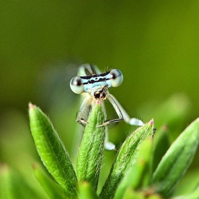 damselfly.jpg