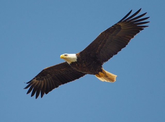 eagle-864725_1280.jpg