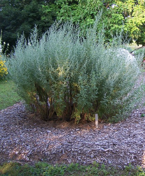 New Herb garden - rows 6, 7A wormwood crop July 2017.jpg