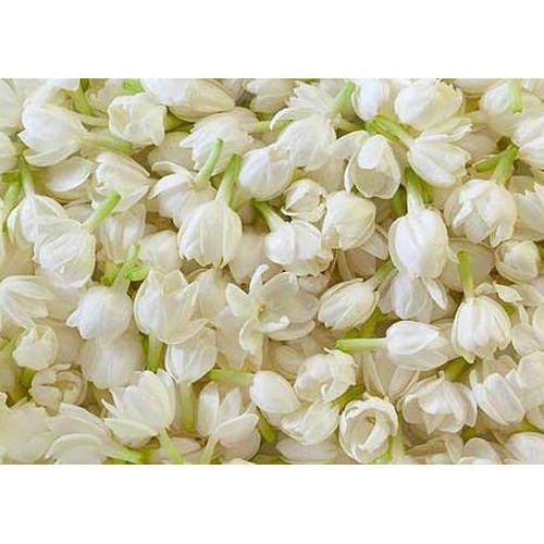 jasmine-flower-500x500.jpg