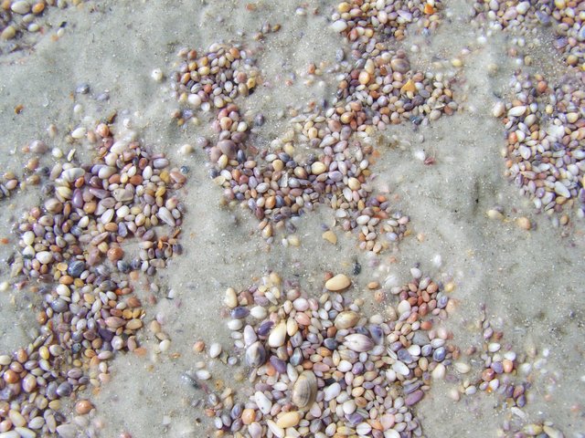 small sea shells.JPG