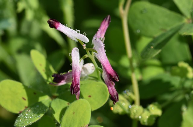 Fumaria sepium waterdrops 1.jpg