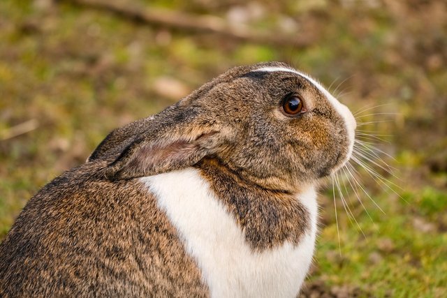 rabbit-7863312_1280.jpg