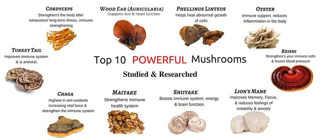 mushroom powder.jpg