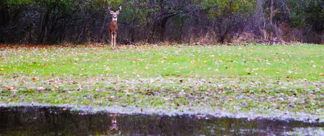 DeerStretchReflection.jpg