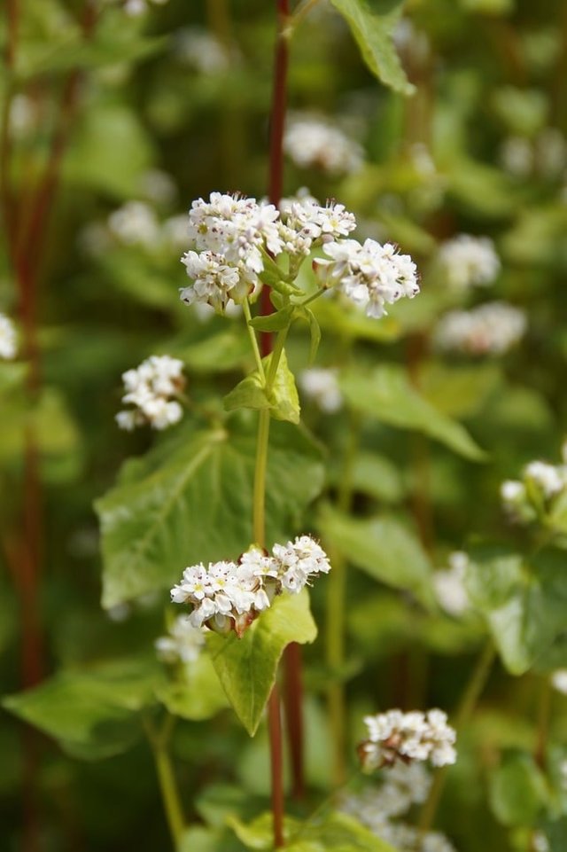 buckwheat-close-blossom-nature-landscapes-9b0f6a-1024.jpg